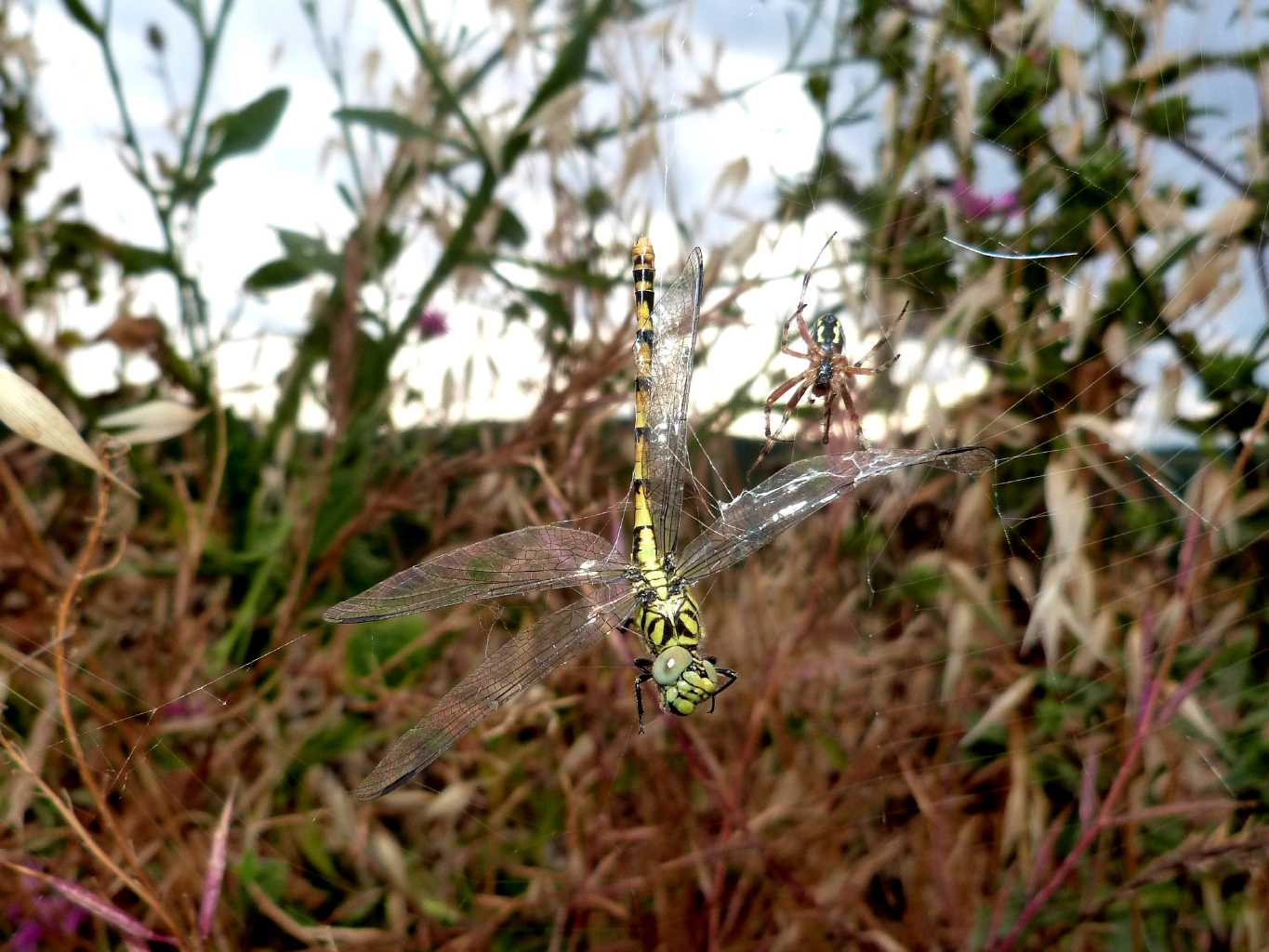 Onicogomphus forcipatus sfortunato